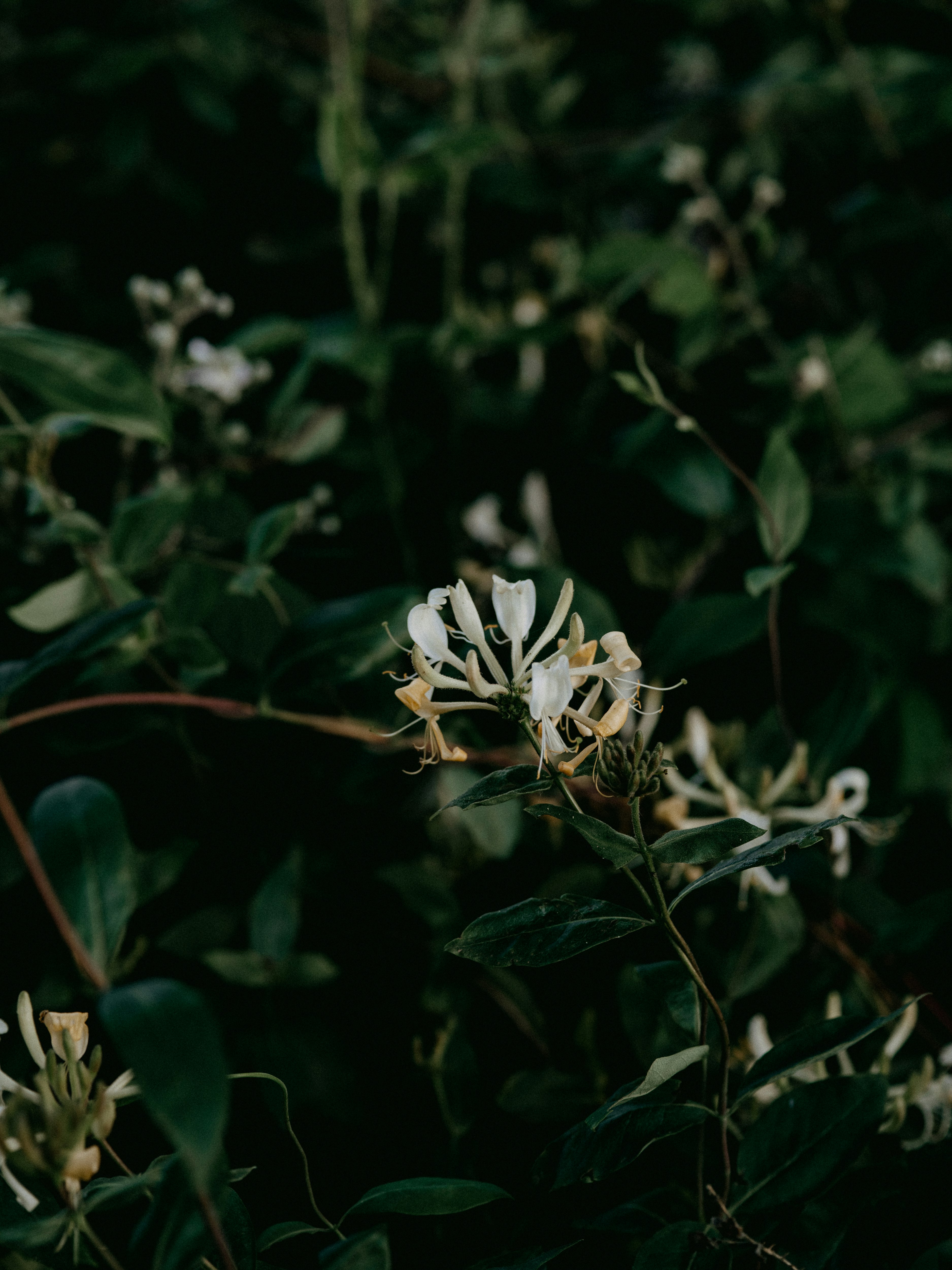 white flower in tilt shift lens